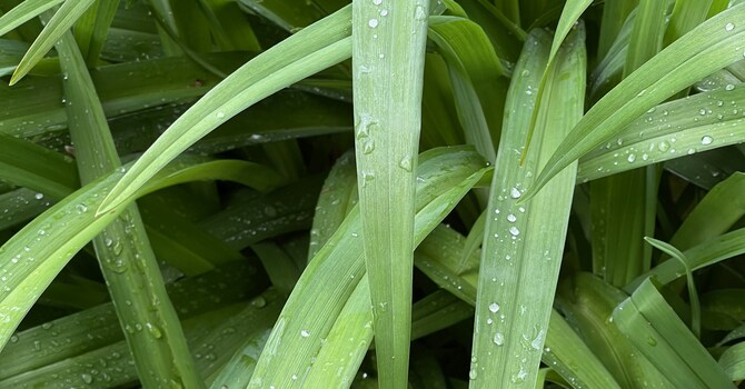 Registered Massage Therapist