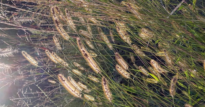 Osteopathic Manual Therapist