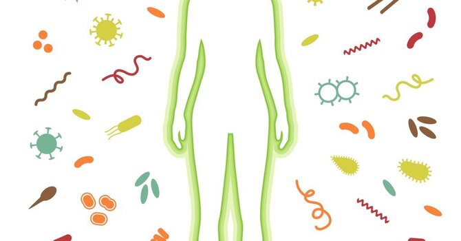 Immunity: A Deeper Understanding of the Innate State image