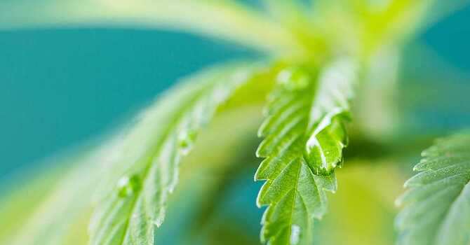 Cannabis and Oncology image